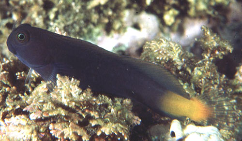 Ecsenius namiyei